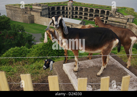 Carino Anglo-Nubian lavorando caprini domestici protetti dietro il recinto pascolano sul fastidio vegetazione invasiva a storico Fort Wadsworth Foto Stock