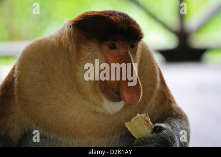 Adulto maschio proboscide Monkey mangiare ritratto Foto Stock