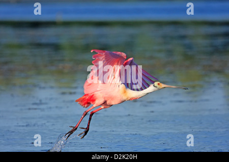 Roseate Spatola (Platalea ajaja) battenti Foto Stock