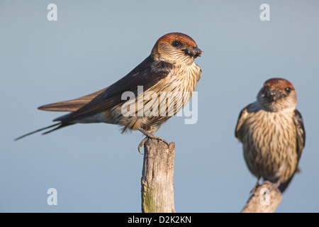 Maggiore striped swallow duo Foto Stock