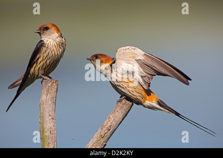 Maggiore striped swallow Foto Stock