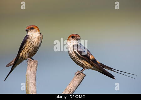 Maggiore striped swallow duo Foto Stock