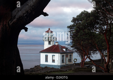 Fornace di calce Lighthouse incorniciato da Pacific Madrone all'alba, Washington Foto Stock