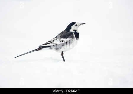 Pied wagtail (Motacilla alba) circondato da neve. Noto anche come bianco wagtail. Foto Stock