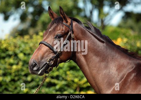 Görlsdorf, Germania, cavallo purosangue ritratto Foto Stock