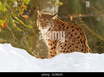 La lince in snow / Lynx lynx Foto Stock