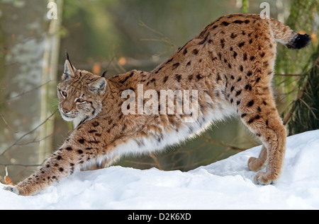 La lince in snow / Lynx lynx Foto Stock