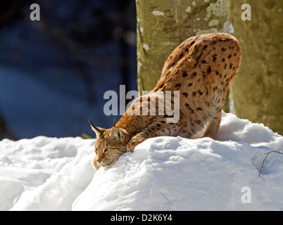 La lince in snow / Lynx lynx Foto Stock