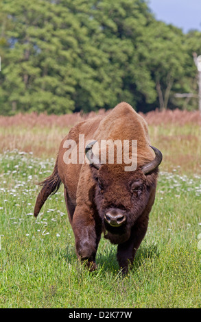 Il bisonte europeo / Bison bonasus Foto Stock