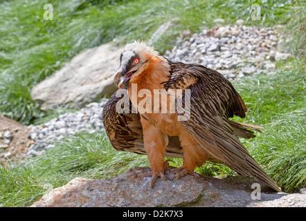 Gipeto / Gypaetus barbatus Foto Stock