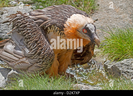 Gipeto / Gypaetus barbatus Foto Stock