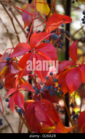 Virginia superriduttore (Parthenocissus quinquefolia) con fogliame di autunno e bacche Foto Stock