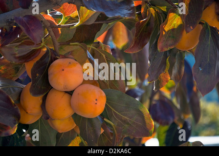 Frutti Persimmon appeso su albero Foto Stock