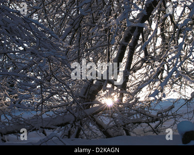 Sun splendenti attraverso la coperta di neve rami, Exmoor, REGNO UNITO Foto Stock