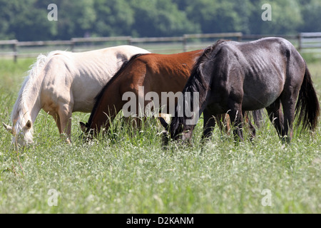 Gernsheim, Germania, cavalli affondare quando mangiano con i loro menti in erba alta Foto Stock