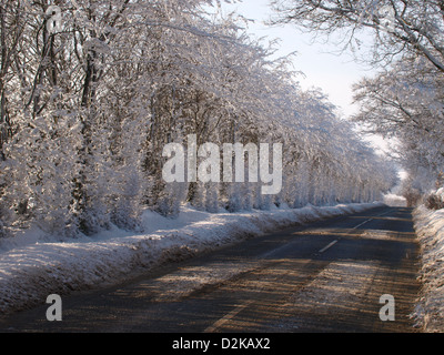 Strada alberata ricoperta di neve Exmoor, Somerset, Regno Unito. Gennaio 2013 Foto Stock