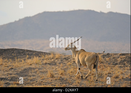 Eland comune (Taurotragus oryx) antilope nel parco nazionale orientale di Tsavo, Kenya Foto Stock