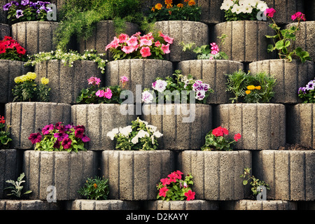 Muro di pietra aiuola con i Nasturzi Foto Stock