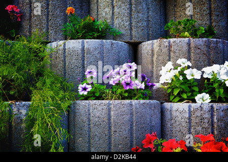 Muro di pietra aiuola con i Nasturzi Foto Stock