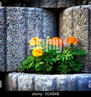 Muro di pietra aiuola con i Nasturzi Foto Stock