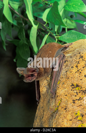 Grande Free-tailed Bat Nyctinomops macrotis Chiricahua Mountains, Arizona, Stati Uniti giugno adulto Molossidae captive temporanea Foto Stock