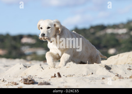Cane Golden Retriever cucciolo sulla spiaggia con un bastone Foto Stock