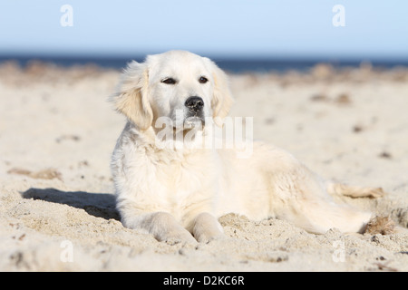 Cane Golden Retriever cucciolo sdraiato sulla spiaggia Foto Stock