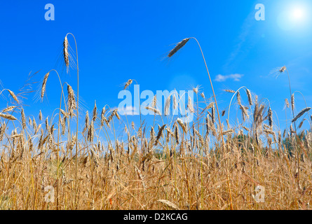 Campo di grano e bel cielo azzurro con Sun Foto Stock