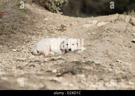 Cane Golden Retriever cucciolo giacente a terra Foto Stock