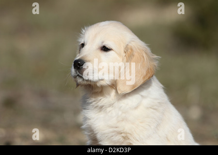 Cane Golden Retriever cucciolo profilo verticale Foto Stock