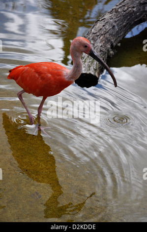 Captive Scarlet Ibis (Eudocimus ruber) Algarve, Portogallo, Europa Foto Stock