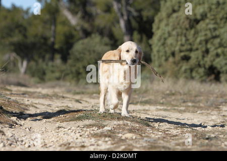 Cane golden retriever adulti a piedi con un bastone in bocca Foto Stock