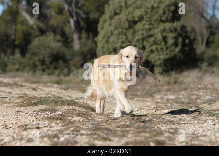 Cane golden retriever adulti a piedi con un bastone in bocca Foto Stock