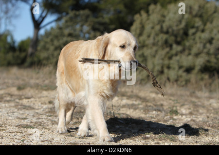 Cane golden retriever adulti a piedi con un bastone in bocca Foto Stock