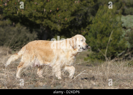 Cane golden retriever adulti a piedi con un bastone Foto Stock