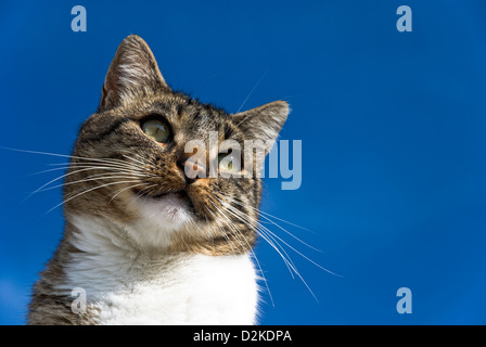 Ritratto di un tabby tomcat contro il cielo blu Foto Stock