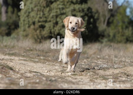 Cane golden retriever adulti in esecuzione con un bastone nella sua bocca Foto Stock