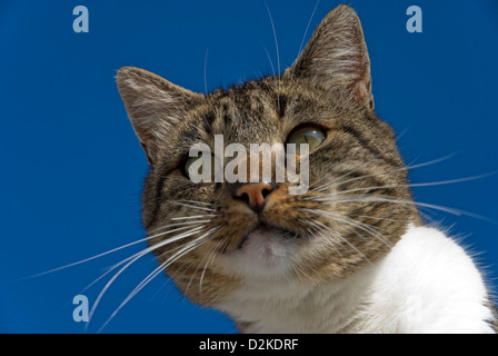 Ritratto di un tabby tomcat contro il cielo blu Foto Stock