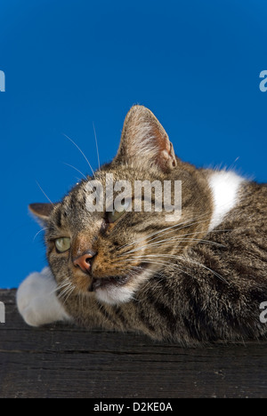 Ritratto di un sonnecchia tomcat contro il cielo blu Foto Stock