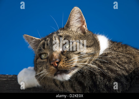 Ritratto di un sonnecchia tomcat contro il cielo blu Foto Stock