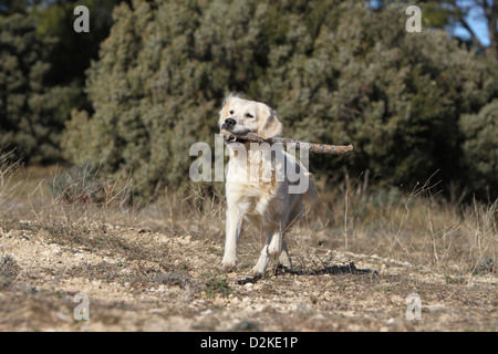 Cane golden retriever adulti in esecuzione con un bastone nella sua bocca Foto Stock