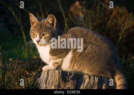 Giovani tomcat seduta sul ceppo di albero in giardino Foto Stock