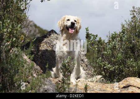 Cane Golden Retriever adulto seduto su una roccia Foto Stock