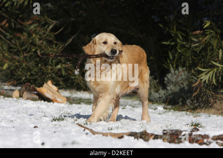 Cane golden retriever adulti a piedi nella neve con un bastone nella sua bocca Foto Stock