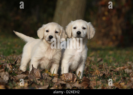 Cane Golden Retriever due cuccioli in piedi in una foresta Foto Stock