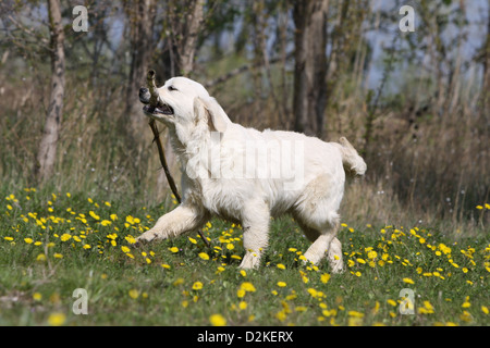 Cane Golden Retriever cucciolo a piedi con un bastone Foto Stock