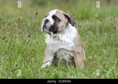 Cane Bulldog inglese cucciolo seduto in un prato Foto Stock