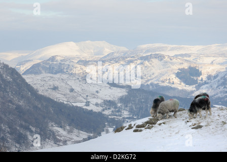 Herdwick pecora su Greenhow Knott in inverno, con Blencathra in background Foto Stock