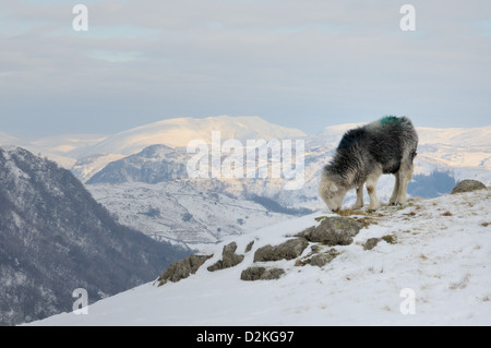 Herdwick pecora su Greenhow Knott in inverno, con Blencathra in background Foto Stock