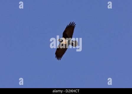 Pied Crow (Corvus albus) in volo, Namaqua deserto, Namaqualand. Sud Africa Foto Stock